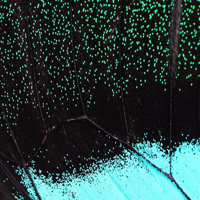 Fototapete Schmetterlingsflügel-Textur