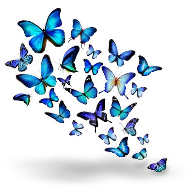 Fototapete Schmetterlingsschwarm auf hellem Hintergrund