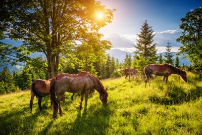 Fototapete Schmutzige Pferde weiden auf der Weide, die von der Sonne beleuchtet wird. Ort des Platzes Karpaten, Ukraine, Europa. Schönheitswelt.