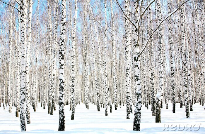 Fototapete Schnee auf Birken