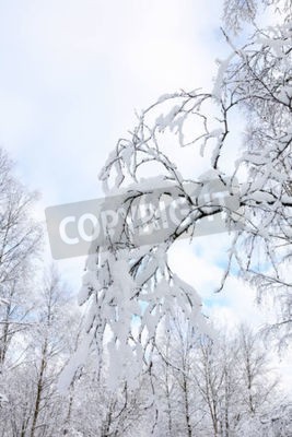 Fototapete Schnee auf Birkenzweigen