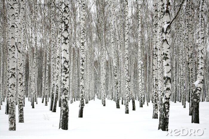 Fototapete Schnee im Wald voller Birken