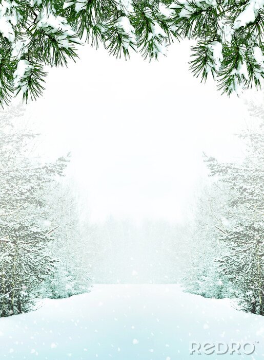 Fototapete Schneebedeckte Bäume