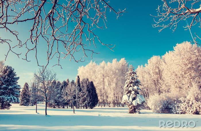 Fototapete Schneebedeckte Bäume auf der Landschaft