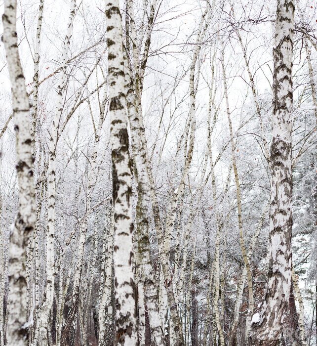 Fototapete Schneebedeckte Birken