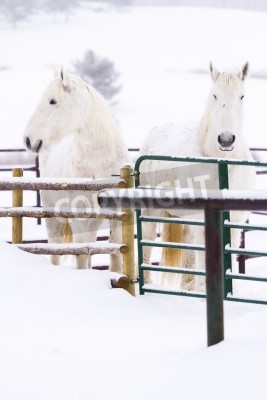 Fototapete Schneebedeckte pferde auf dem bauernhof