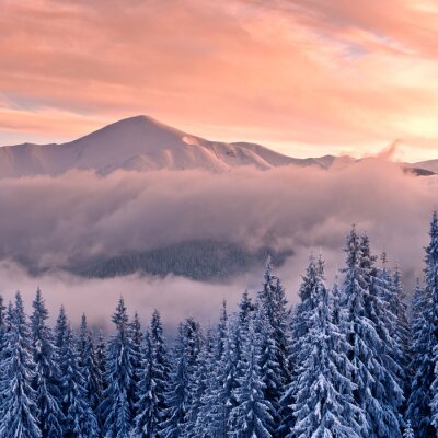 Fototapete Schneebedeckte Tannenbäume und Berge im Nebel