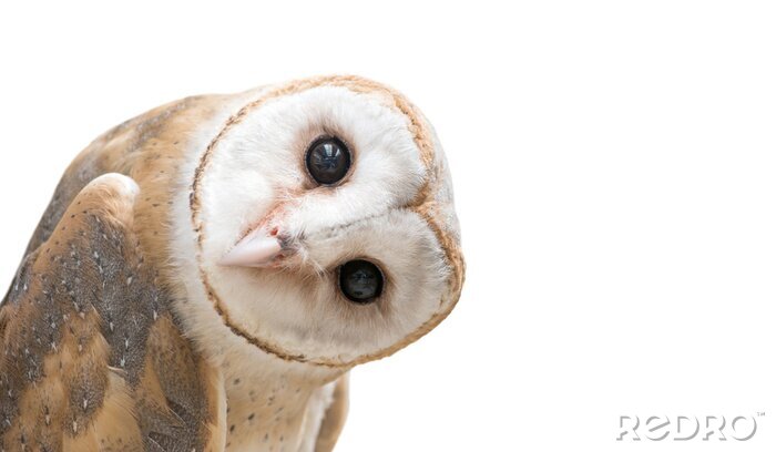Fototapete Schneeeule auf einem weißen Hintergrund