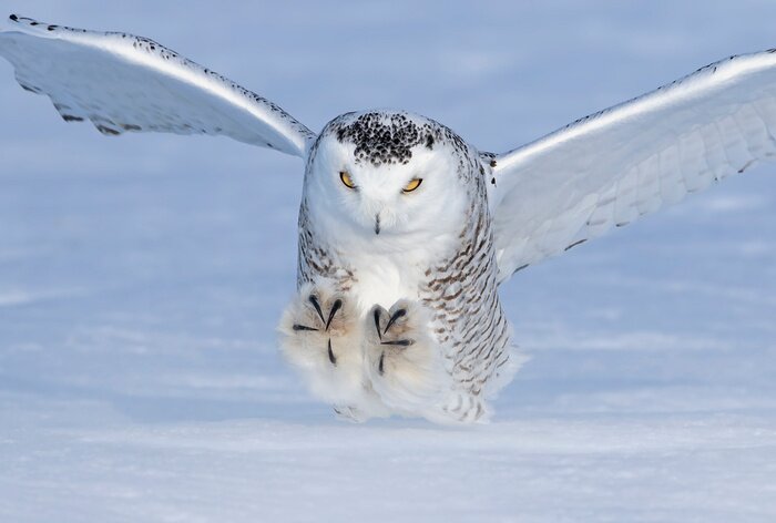 Fototapete Schneeeule Landung