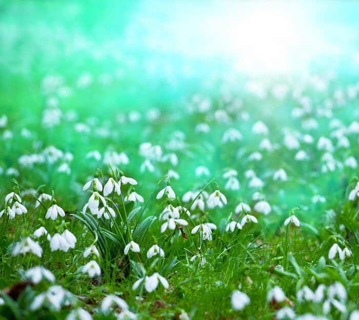 Fototapete Schneeglöckchen unter Natur