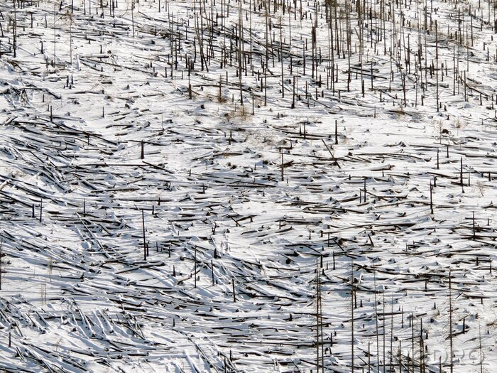Fototapete Schneenatur mit Wald