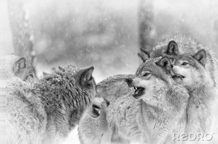 Fototapete Schneewölfe im Winter