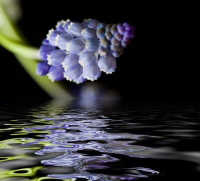 Schöne Blume am Wasser