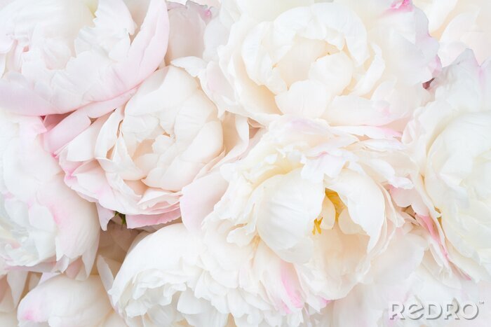 Fototapete Schöne Blumenhintergrund