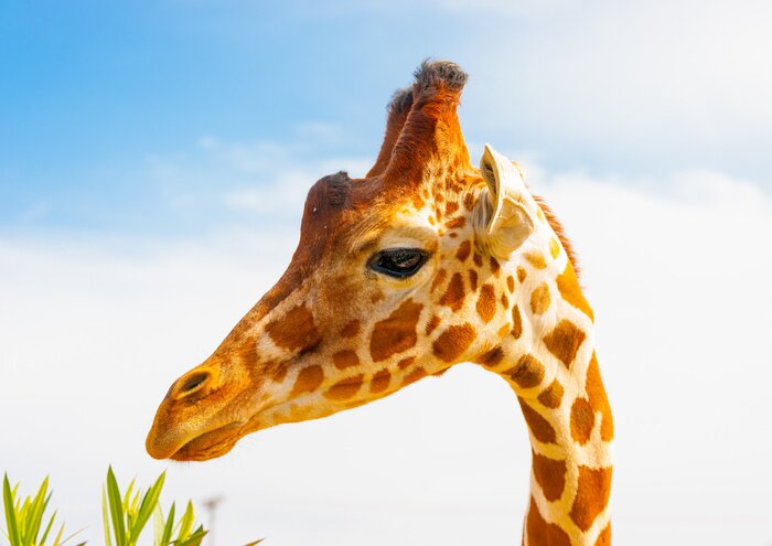 Fototapete Schöne Giraffe vor dem Hintergrund des Himmels
