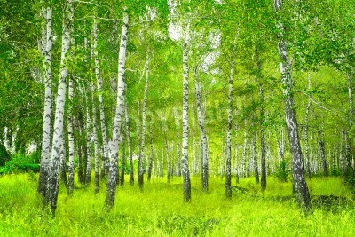 Fototapete Schöne Landschaft mit Bäumen im Birkenwald