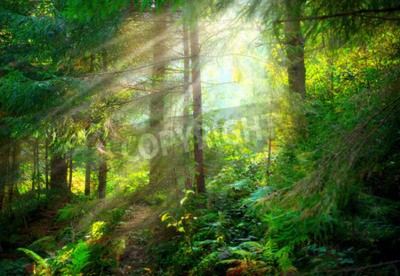 Fototapete Schöne neblige Landschaft grüner Wald