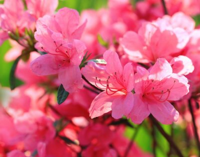 Fototapete Schöne rosa Blumen Nahaufnhame