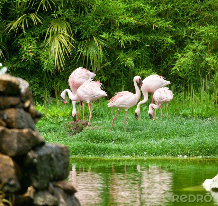 Fototapete Schöne rosa Flamingos