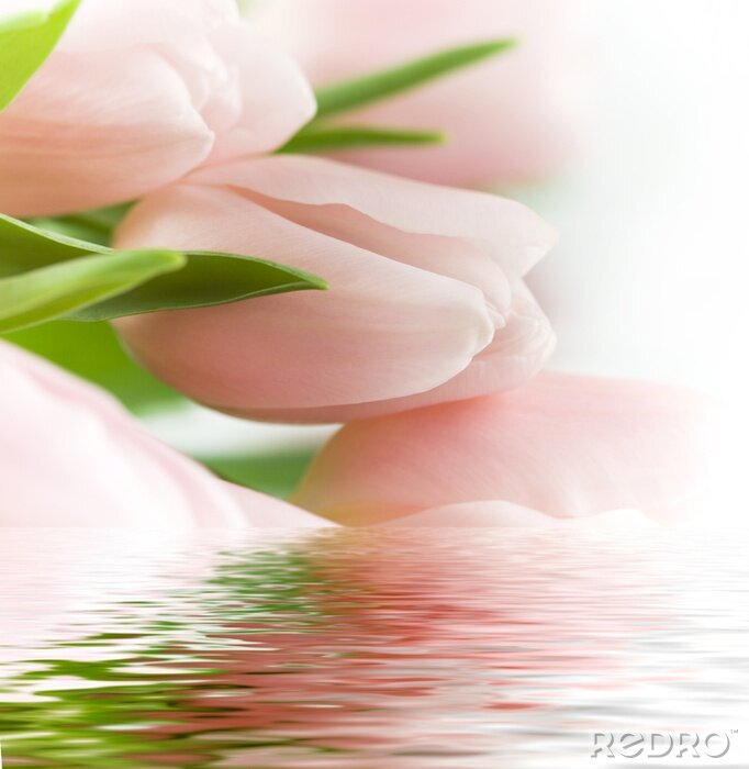 Fototapete Schöne rosa Tulpen