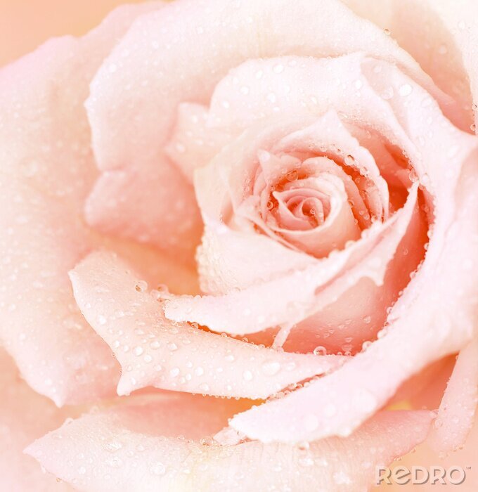 Fototapete Schöne Rose mit Wassertropfen