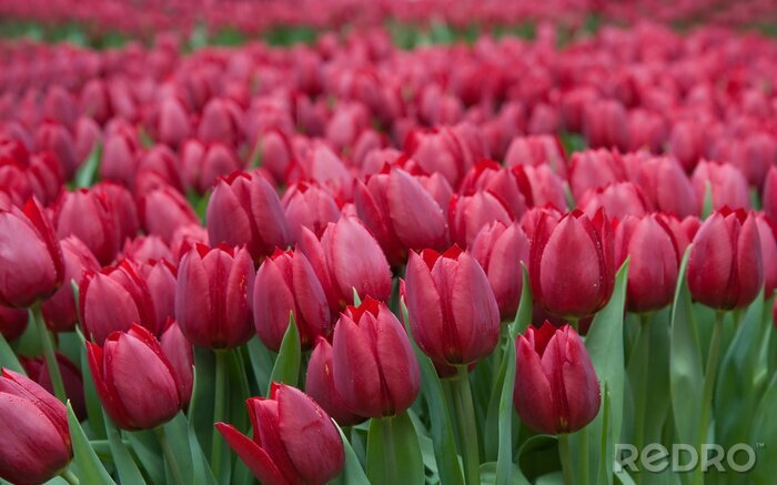 Fototapete Schöne rote Blumen