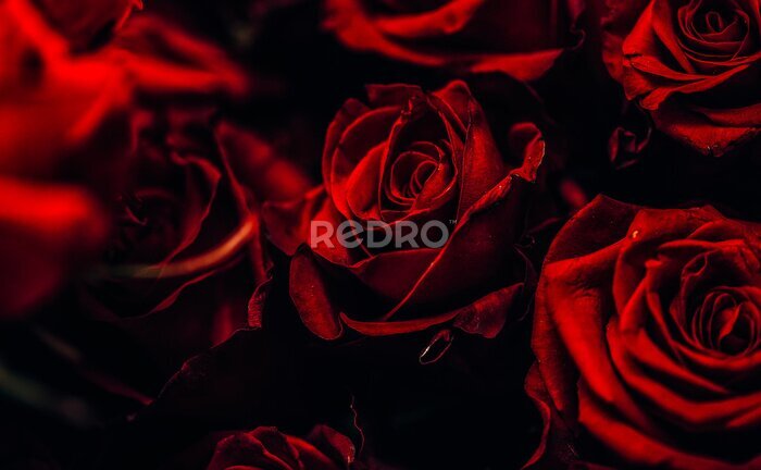 Fototapete Schöne rote Rosen auf schwarzem Hintergrund