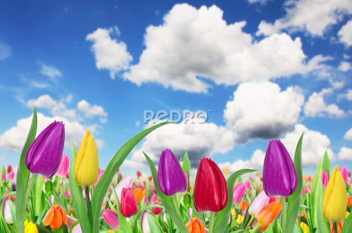 Fototapete Schöne Tulpen Hintergrund