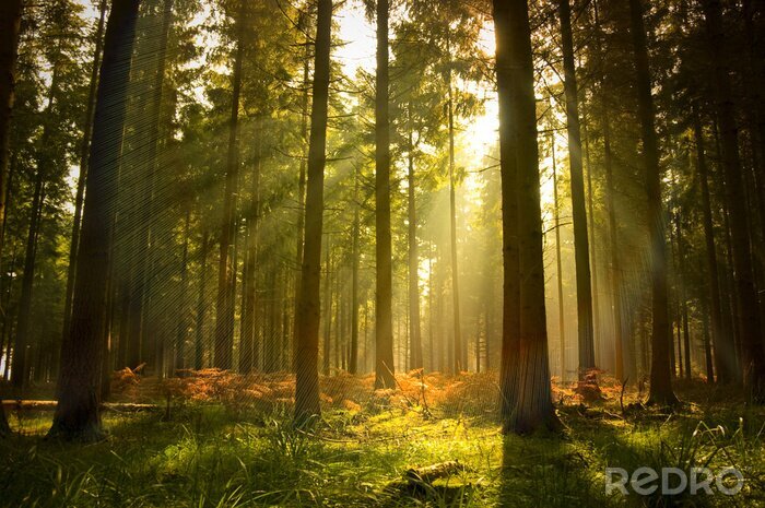 Fototapete Schöne Wald