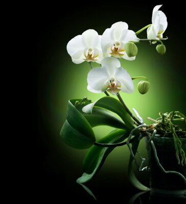 Fototapete Schöne weiße Blume vor schwarzem Hintergrund