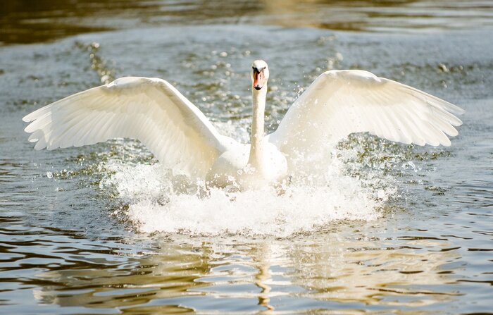 Fototapete schöner aus dem Wasser kommender Schwan
