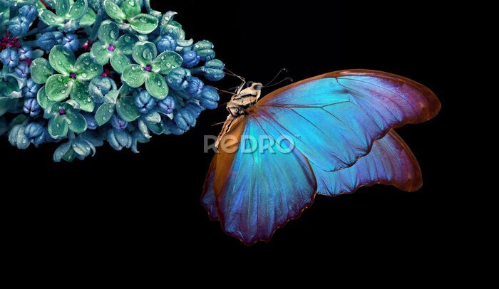 Fototapete Schöner blauer Morpho-Schmetterling sitzt auf einer Blume auf schwarzem Hintergrund