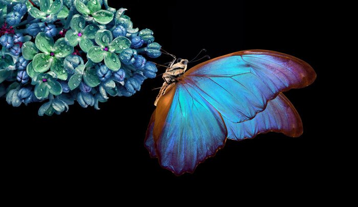 Fototapete Schöner blauer Morpho-Schmetterling sitzt auf einer Blume auf schwarzem Hintergrund