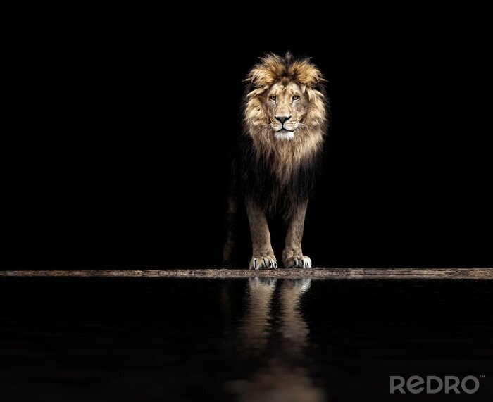 Fototapete Schöner Löwe an einer Wasserstelle auf schwarzem Hintergrund