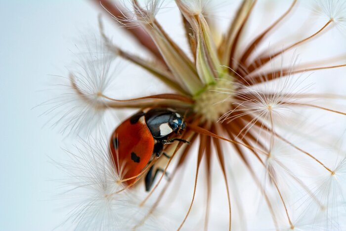 Fototapete Schöner Marienkäfer auf einem Löwenzahn sitzend