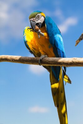 Fototapete schöner Papagei auf einem Ast