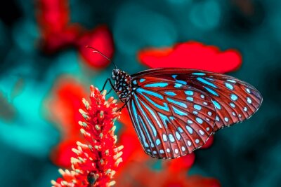 Fototapete Schöner Schmetterling auf einer Blume im Sommergarten