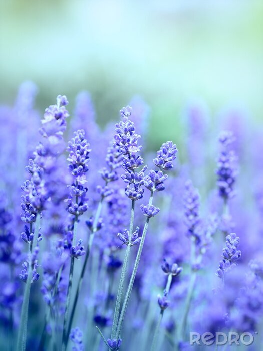 Fototapete schönes Feld mit violetten Blumen