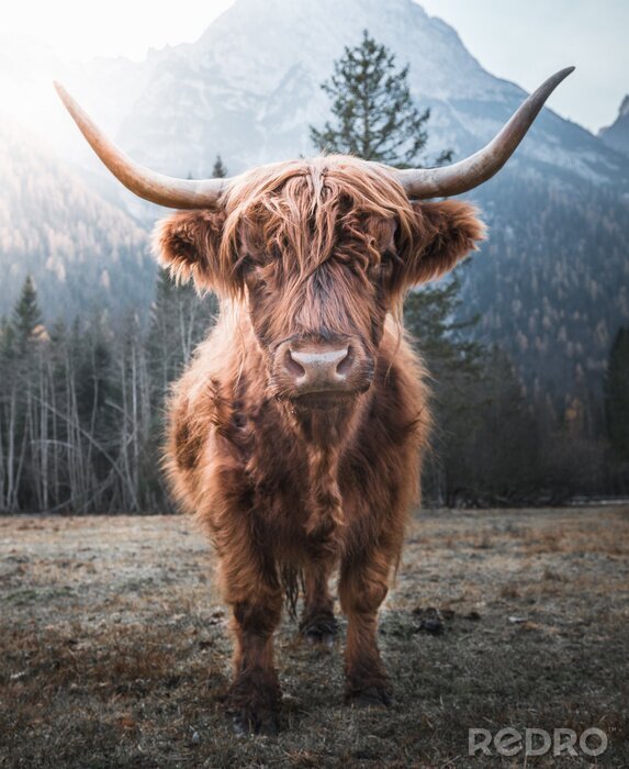 Fototapete Schottische Kuh am Fuße der Berge