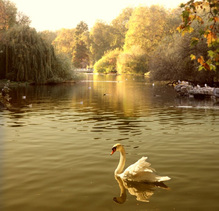 Fototapete Schwan unter Natur