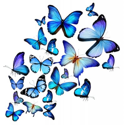Fototapete Schwarm exotischer Schmetterlinge