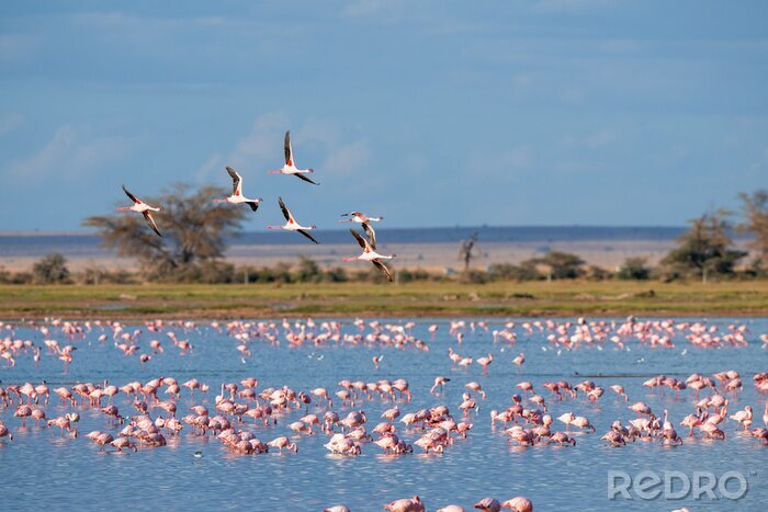 Fototapete Schwarm flamingos am himmel