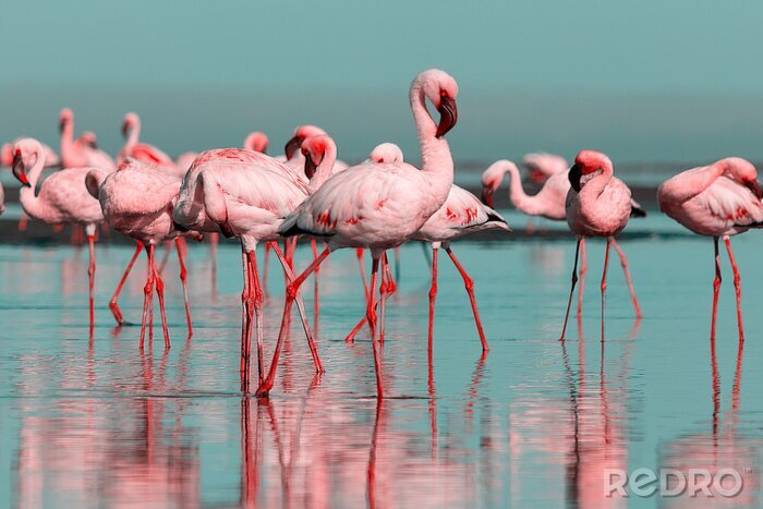Fototapete Schwarm flamingos am strand