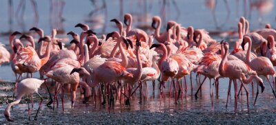 Fototapete Schwarm flamingos in kenia