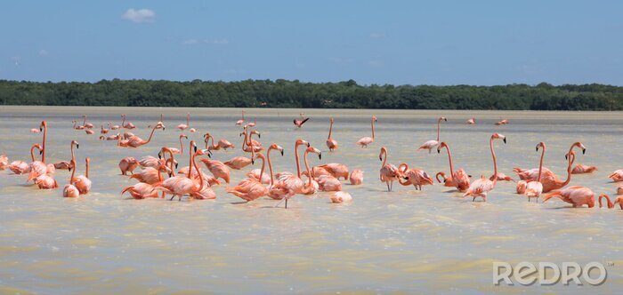 Fototapete Schwarm rosa flamingos