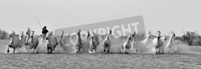 Fototapete Schwarz-weiß-bild einer pferdeherde