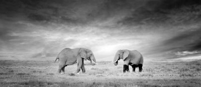 Fototapete Schwarz-Weiß-Bild von Elefanten