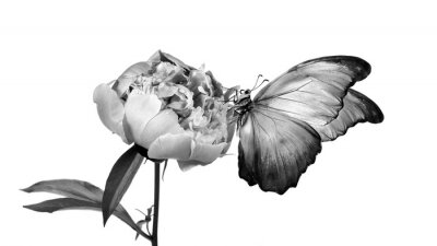 Schwarz-Weiß-Blume und Schmetterling