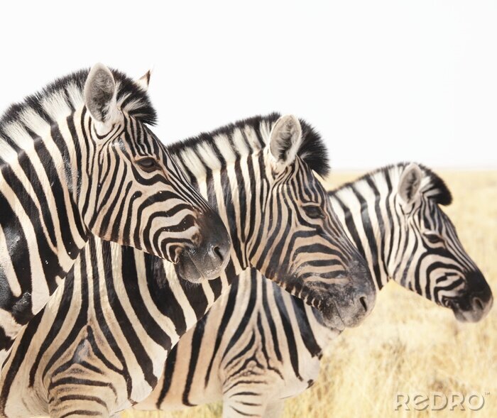 Fototapete Schwarz-weiß gefärbte Tiere