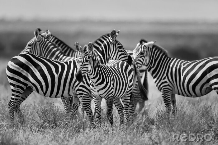 Fototapete Schwarz-Weiß-Motiv mit Zebras